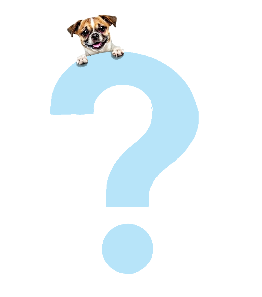 Freundlicher Hund schaut über ein blaues Fragezeichen