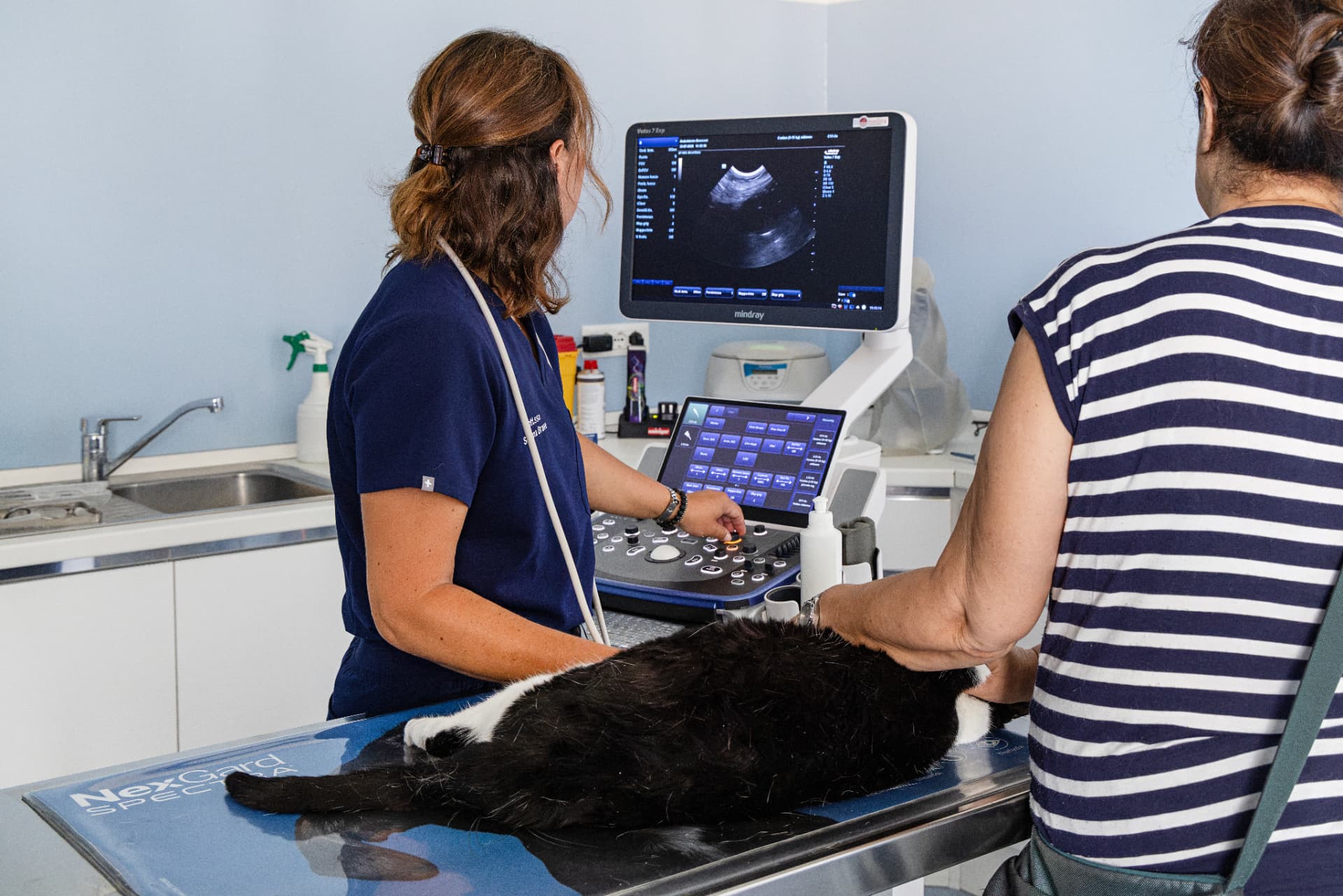 Tierärztin führt Ultraschalluntersuchung bei einer Katze durch, die Halterin stützt das Tier